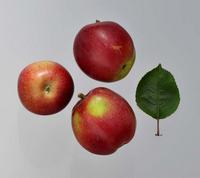 Roger Mcintosh Apples
